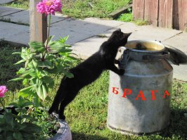 Коты-воришки, пойманные с поличным
