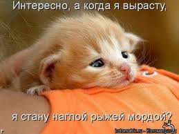 Рыжие бестии