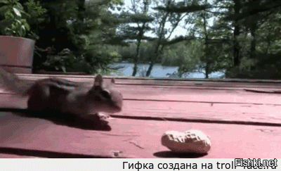 Гифки дня