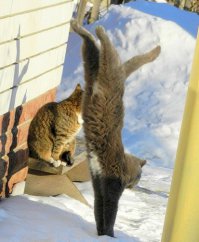 30 веселых фотографий с животными