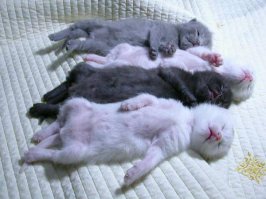 30 веселых фотографий с животными