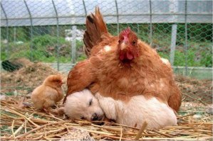 30 веселых фотографий с животными