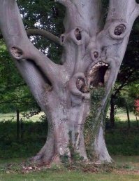 Деревья, которые хотят, чтобы их сфотографировали