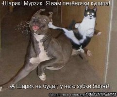 Кошки против собак