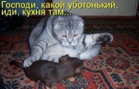 Кошки против собак