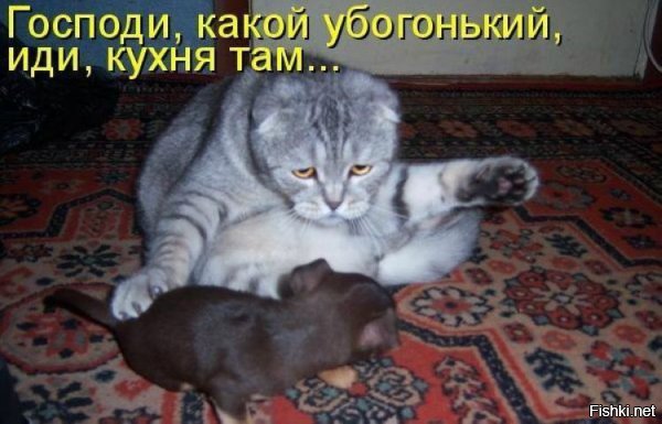 Кошки против собак