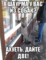 Кошки против собак