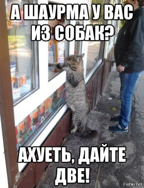 Кошки против собак