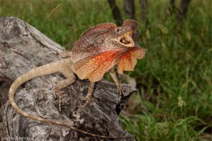 Папа Римский и ветер