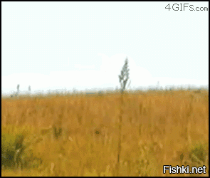 Подборка Gif