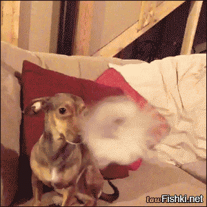 Подборка Gif