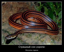 Немного о Главном