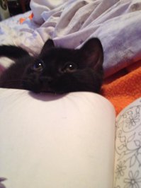 Подборка прикольных фото с котами
