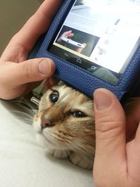 Подборка прикольных фото с котами