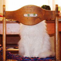 Фото котов, сделанные в нужный момент