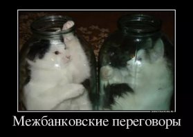 Фото котов, сделанные в нужный момент