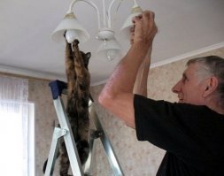Подборка прикольных фото с котами