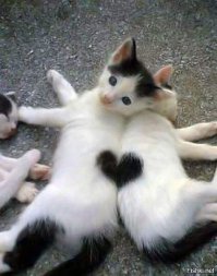Фото котов, сделанные в нужный момент