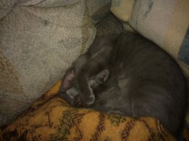 Вот такая зверюга охраняет мой дом.