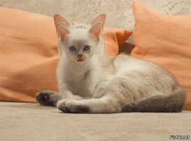 Фото котов, сделанные в нужный момент