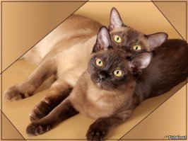 Фото котов, сделанные в нужный момент