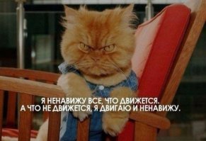 Подборка прикольных фото с котами