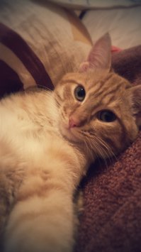 А вот и мой котейка