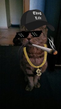 Пользуясь случаем, выложу крутого кота моего парня =)
