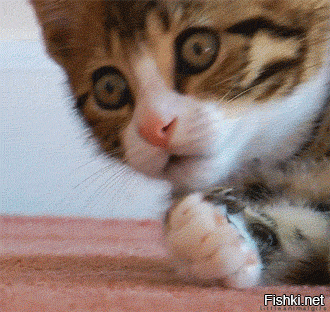 Как Вам мой кот?