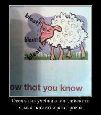 Быдловатая овечка...