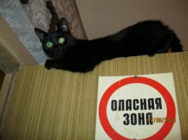 мои засранцы