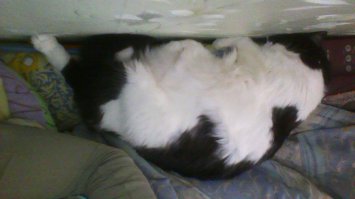 Кот,пёс и мебель