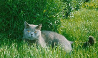 Как давно Вы котили постиков?