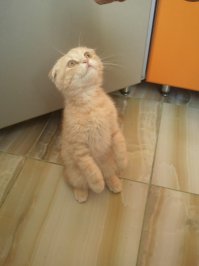 как первый