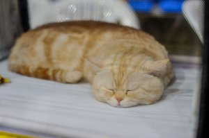 Киса спит она устала