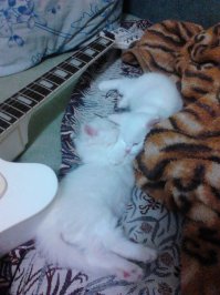 Киса спит она устала