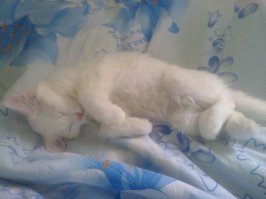 Киса спит она устала