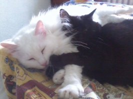 Мои кошаки.Белый-кот Миша,черная-кошка Маша.
