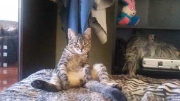 Котики