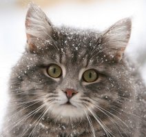 Котики