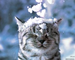 Котики