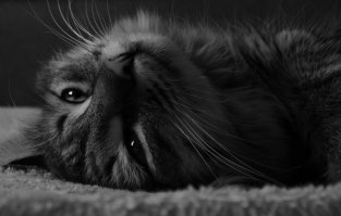 Котики