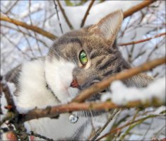 Котики