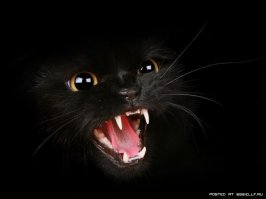 Котики