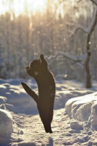 Котики