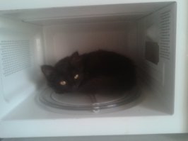 Котики