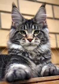 Котики
