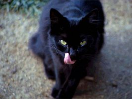 Котики