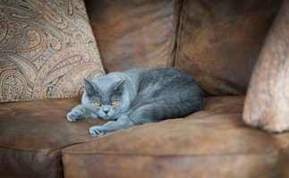 Котики