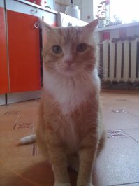 Котики